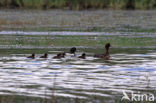 Tufted Duck (Aythya fuligula)