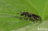 Brassy Mining Bee (Lasioglossum morio)
