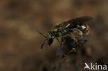 Brassy Mining Bee (Lasioglossum morio)