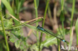 Lantaarntje (Ischnura elegans)