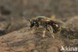 Lasioglossum tricinctum