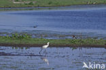 Eurasian Spoonbill (Platalea leucorodia)