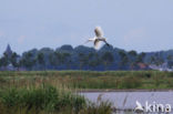 Eurasian Spoonbill (Platalea leucorodia)