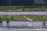 Lepelaar (Platalea leucorodia)