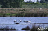 Lepelaar (Platalea leucorodia)
