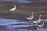 Lepelaar (Platalea leucorodia)