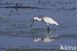 Lepelaar (Platalea leucorodia)