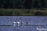 Lepelaar (Platalea leucorodia)