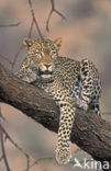 Leopard (Panthera pardus) 