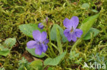 Sweet Violet (Viola odorata)