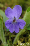Sweet Violet (Viola odorata)