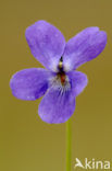 Sweet Violet (Viola odorata)