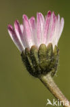 Madeliefje (Bellis perennis)