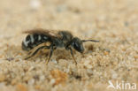 Matte bandgroefbij (Lasioglossum leucozonium)