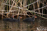 Meerkoet (Fulica atra)