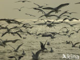 gull (Larus spec.)