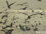 gull (Larus spec.)