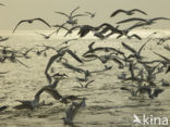 gull (Larus spec.)