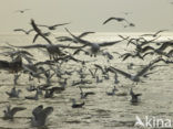 gull (Larus spec.)