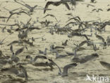 gull (Larus spec.)