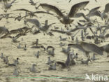 gull (Larus spec.)