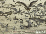 Meeuw (Larus spec.)