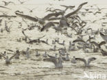 gull (Larus spec.)