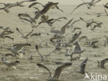 gull (Larus spec.)