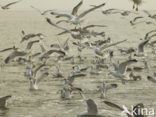gull (Larus spec.)