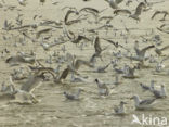 gull (Larus spec.)