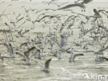 gull (Larus spec.)