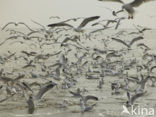 gull (Larus spec.)