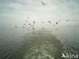 gull (Larus spec.)