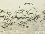 gull (Larus spec.)