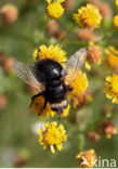 Muscid Fly (Mesembrina meridiana)