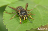 Median Wasp (Dolichovespula media)