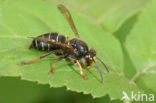 Median Wasp (Dolichovespula media)