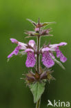 Marsh Woundwort (Stachys palustris)