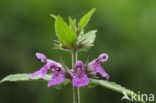 Moerasandoorn (Stachys palustris)