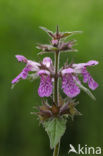 Moerasandoorn (Stachys palustris)