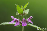 Moerasandoorn (Stachys palustris)