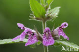 Marsh Woundwort (Stachys palustris)