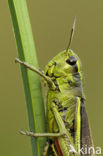 Large Marsh Grasshopper (Stethophyma grossum)