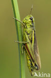 Large Marsh Grasshopper (Stethophyma grossum)