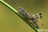 Large Marsh Grasshopper (Stethophyma grossum)