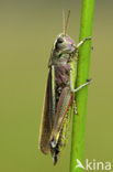 Large Marsh Grasshopper (Stethophyma grossum)