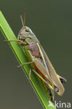 Large Marsh Grasshopper (Stethophyma grossum)