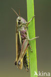 Large Marsh Grasshopper (Stethophyma grossum)