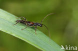 Molorchus umbellatarum