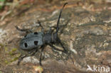 Morimus funereus (IUCN red list